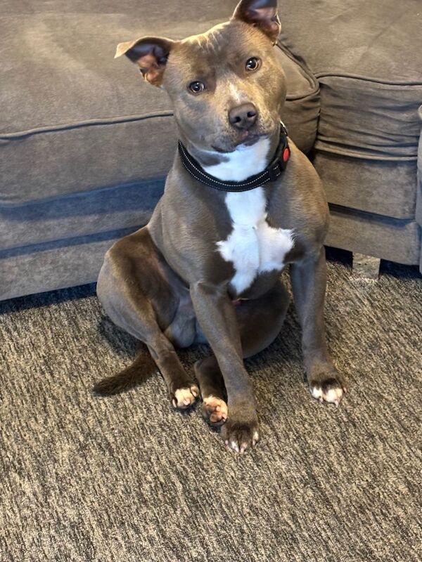 Staffordshire Bull Terrier puppies for sale in Downpatrick, County Down – 1 year old - Image 2 of 4