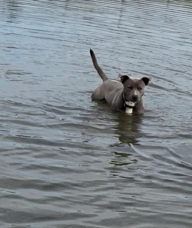 Staffordshire Bull Terrier puppies for sale in Downpatrick, County Down – 1 year old - Image 4 of 4