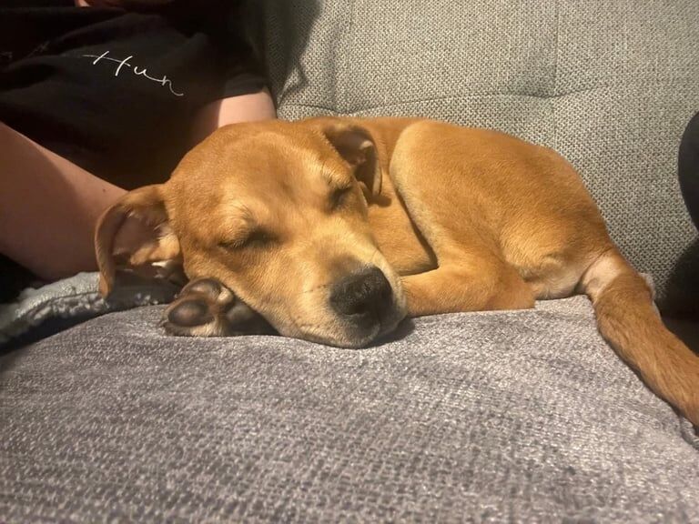 Staffordshire Bull Terrier puppies for sale in Southampton, Hampshire – 1 year old