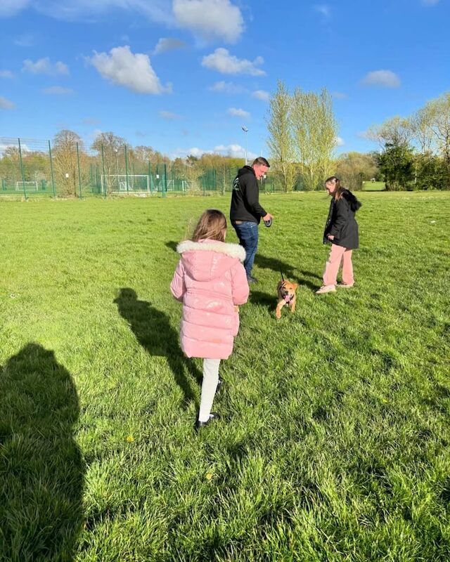 Staffordshire Bull Terrier puppies for sale in Southampton, Hampshire – 1 year old - Image 3 of 3