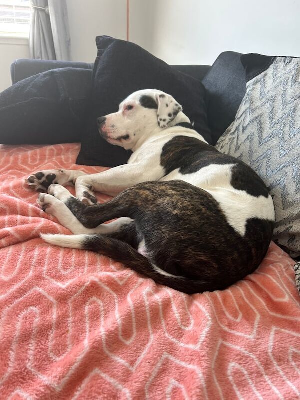 Staffy looking for forever home due to no fault of his own for sale in Lochgelly, Fife