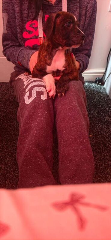 Staffy Male Puppy