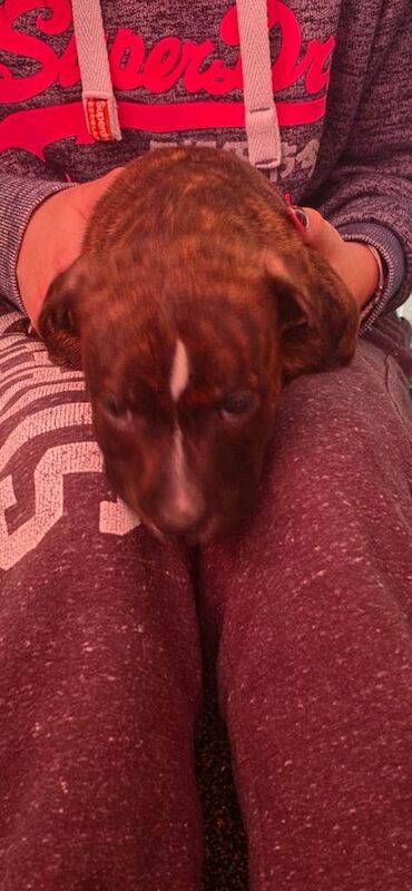 Staffy Male Puppy - Image 2 of 3