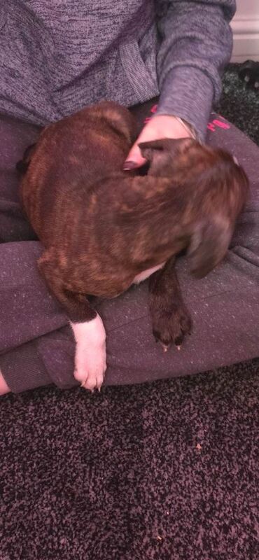 Staffy Male Puppy - Image 3 of 3