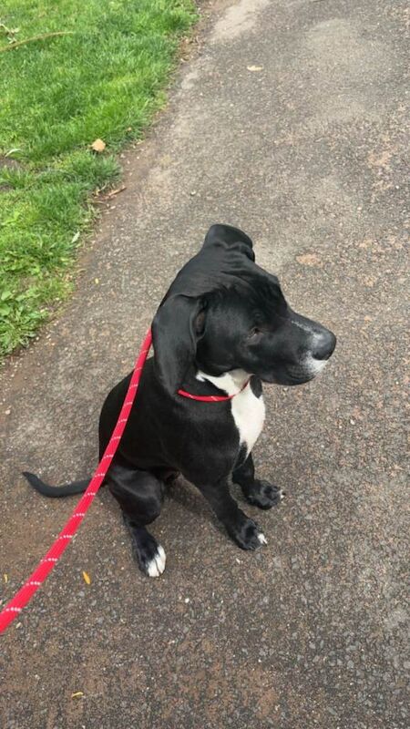 Staffy mix for rehoming - Image 2 of 3