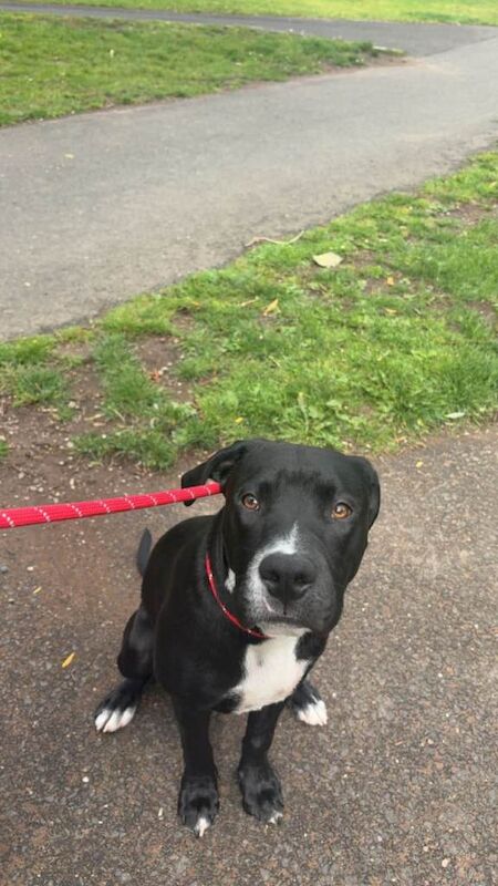 Staffy mix for rehoming - Image 3 of 3