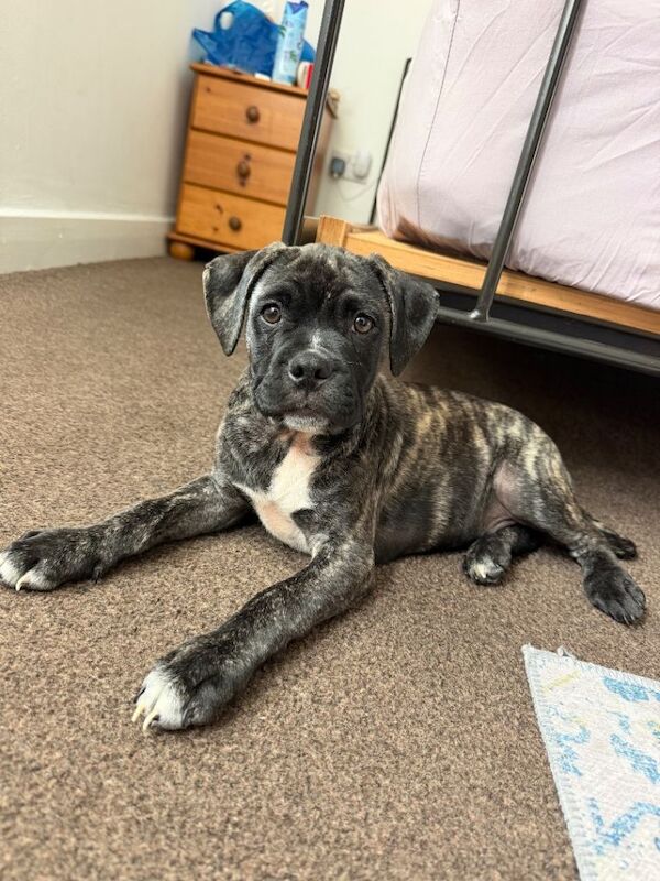Staffy mixed with pug