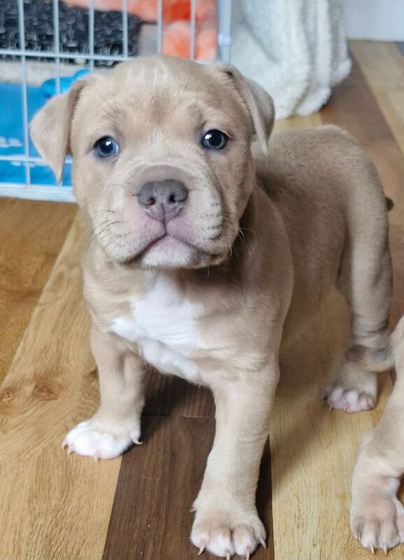Staffordshire Bull Terrier puppies for sale in Dumbarton, Dunbartonshire – 8 weeks old