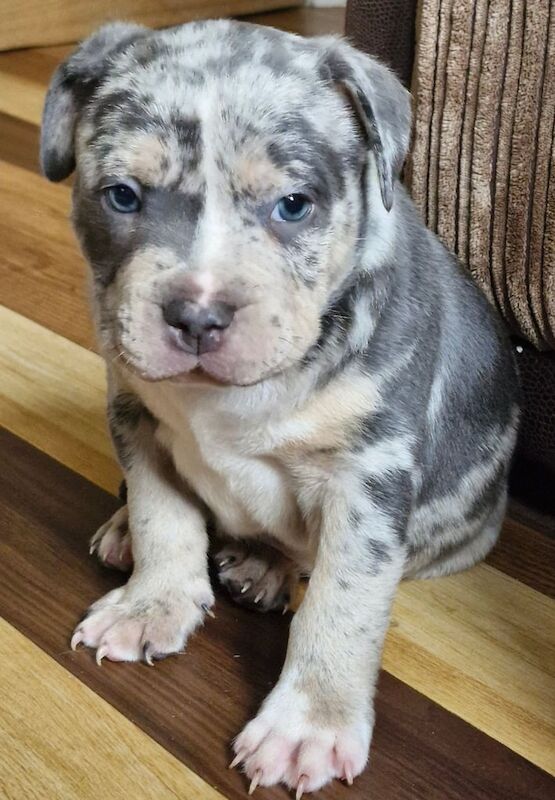 Staffordshire Bull Terrier puppies for sale in Dumbarton, Dunbartonshire – 8 weeks old - Image 2 of 3