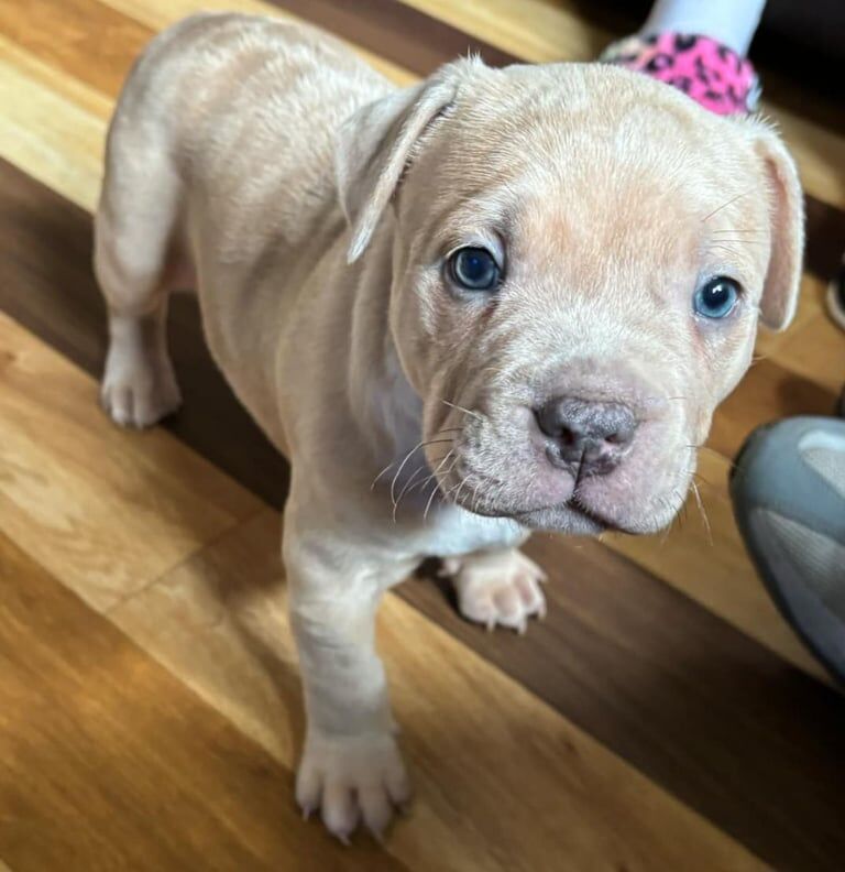 Staffordshire Bull Terrier puppies for sale in Dumbarton, Dunbartonshire – 8 weeks old - Image 3 of 3