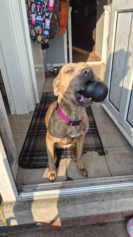 Staffy & Presa Canario Hybrid