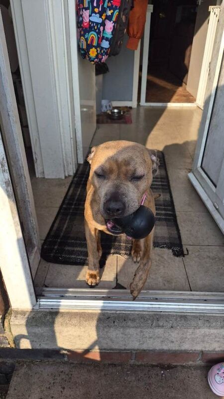 Staffy & Presa Canario Hybrid - Image 2 of 5