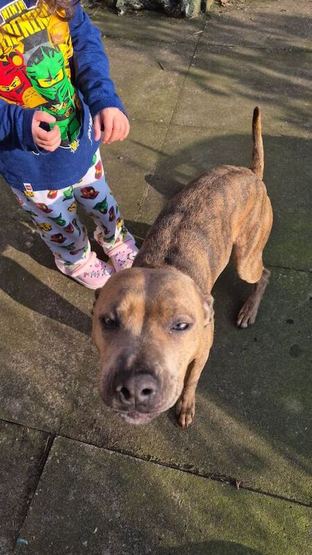 Staffy & Presa Canario Hybrid - Image 3 of 5