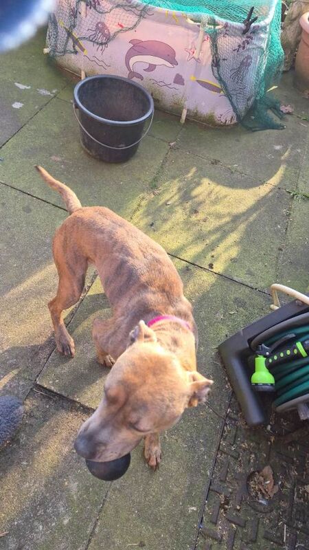Staffy & Presa Canario Hybrid - Image 4 of 5