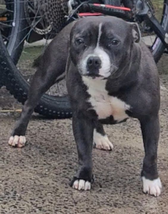 Staffordshire Bull Terrier puppies for sale in Ballymena, County Antrim – 1 day old