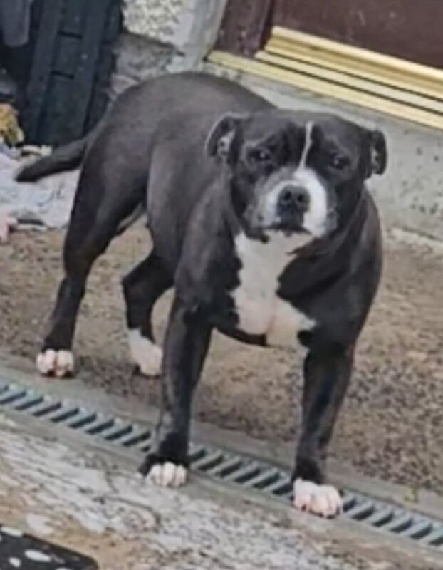 Staffordshire Bull Terrier puppies for sale in Ballymena, County Antrim – 7 weeks old - Image 2 of 3