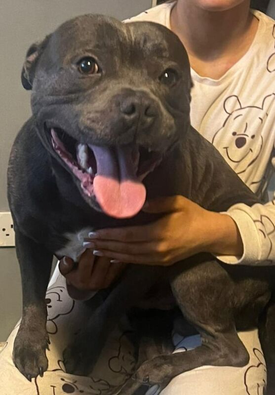 Staffordshire Bull Terrier puppies for sale in Ballymena, County Antrim – 7 weeks old - Image 3 of 3