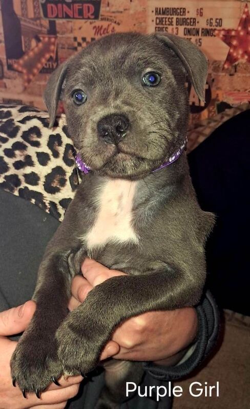 Staffy Pup