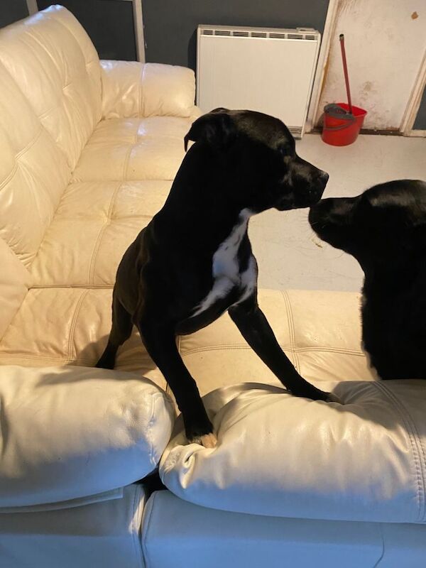 Staffordshire Bull Terrier puppies for sale in County Antrim – 1 year old