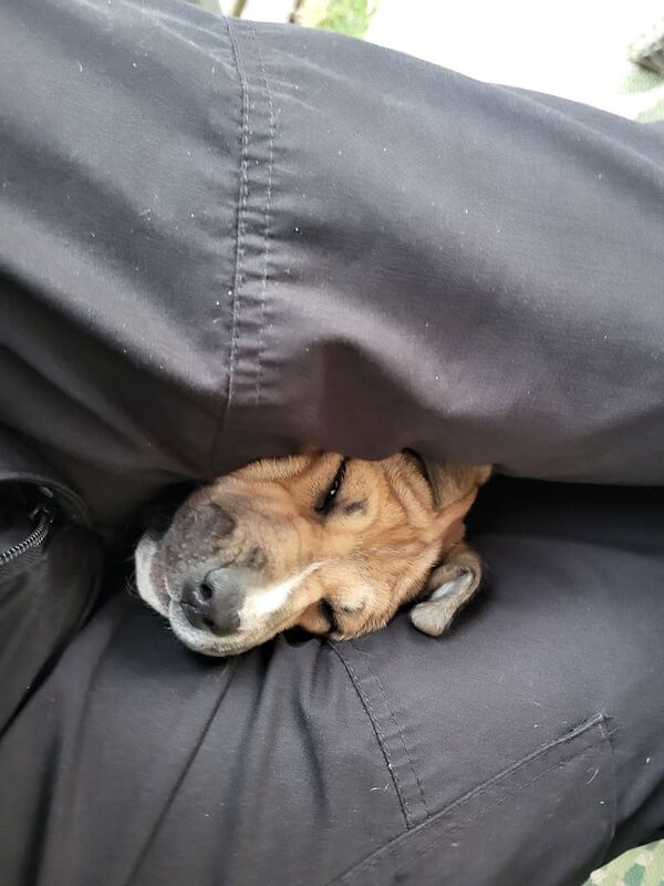 Staffordshire Bull Terrier puppies for sale in Mapperley, Nottinghamshire – 3 months old - Image 2 of 3