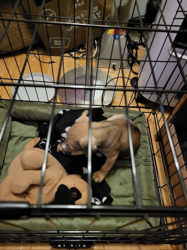 Staffordshire Bull Terrier puppies for sale in Mapperley, Nottinghamshire – 3 months old - Image 3 of 3