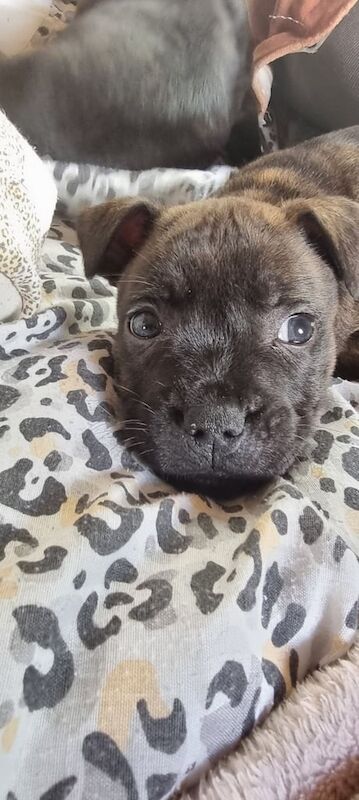 Staffy puppies for sale in Preston, Devon - Image 2