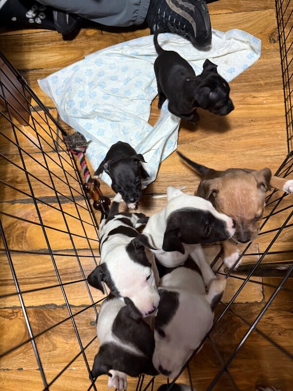 Staffy puppies for sale in Hyde, Greater Manchester