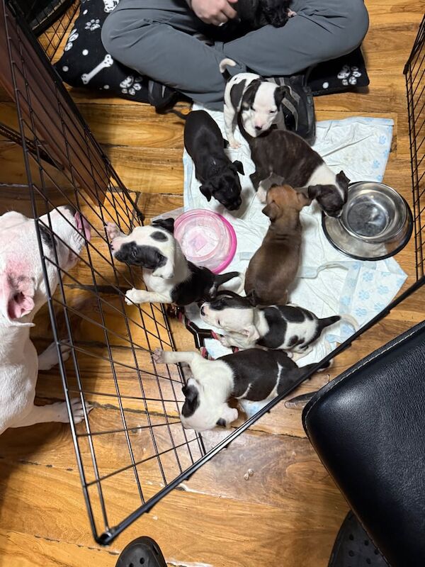 Staffy puppies for sale in Hyde, Greater Manchester | Image 2