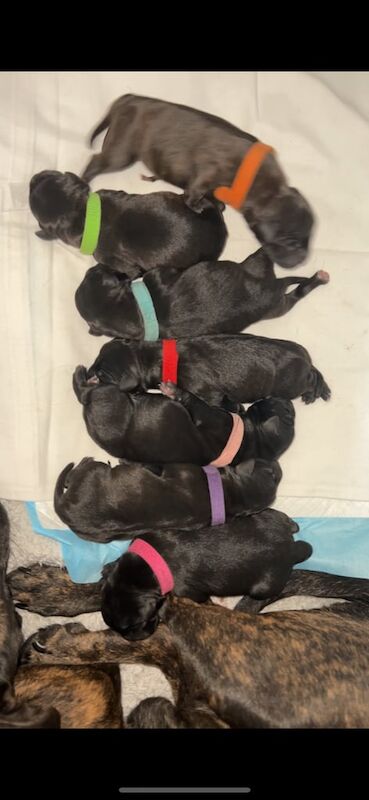 Staffy puppies! for sale in Widnes, Cheshire