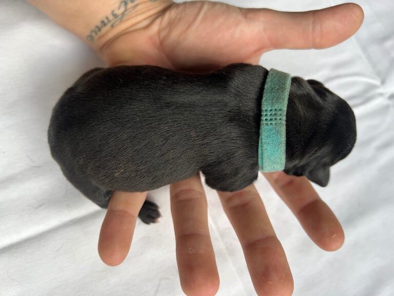 Staffy puppies! for sale in Widnes, Cheshire | Image 3