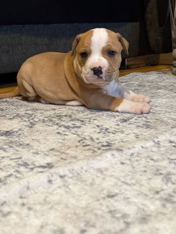 Staffordshire Bull Terrier puppies for sale in Craigavon, County Armagh – 4 weeks old