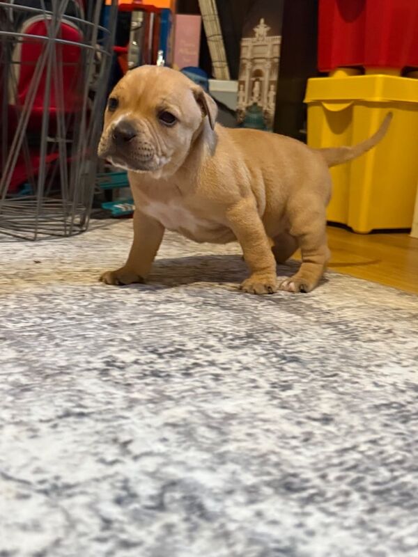 Staffordshire Bull Terrier puppies for sale in Craigavon, County Armagh – 4 weeks old - Image 2 of 3
