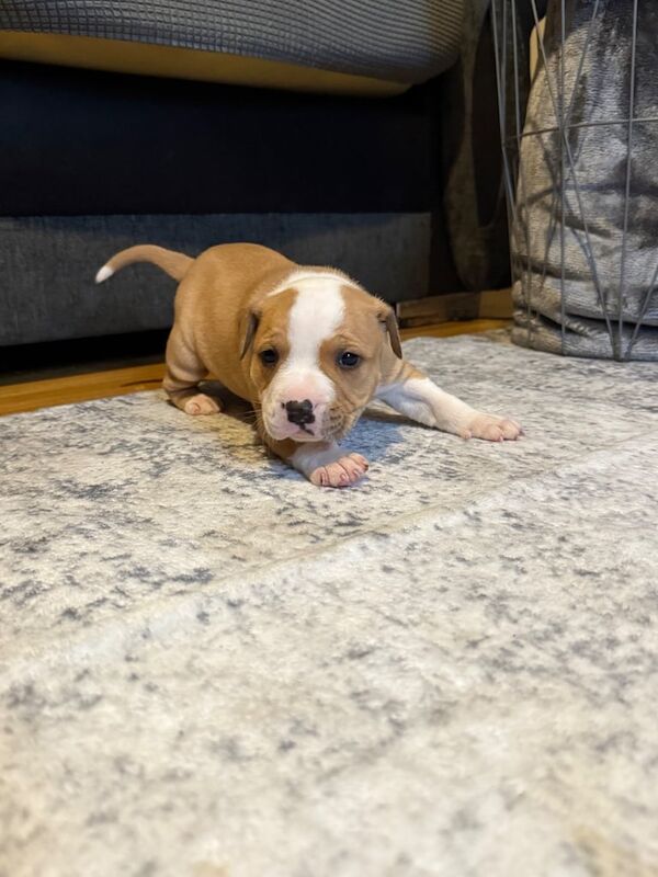 Staffordshire Bull Terrier puppies for sale in Craigavon, County Armagh – 4 weeks old - Image 3 of 3