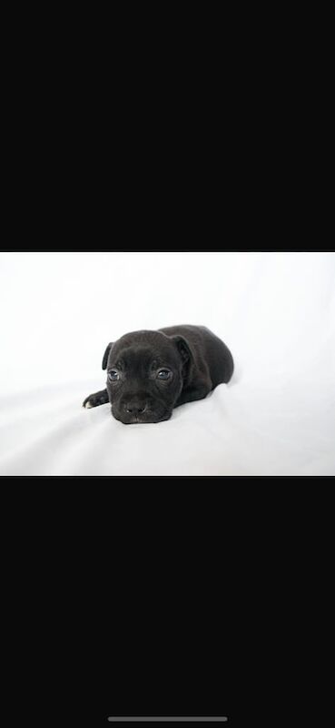 Staffordshire Bull Terrier puppies for sale in Sandwell, West Midlands – 8 weeks old