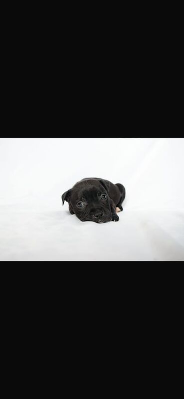 Staffordshire Bull Terrier puppies for sale in Sandwell, West Midlands – 9 weeks old - Image 2 of 3