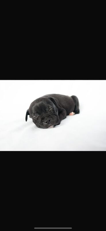 Staffordshire Bull Terrier puppies for sale in Sandwell, West Midlands – 9 weeks old - Image 3 of 3