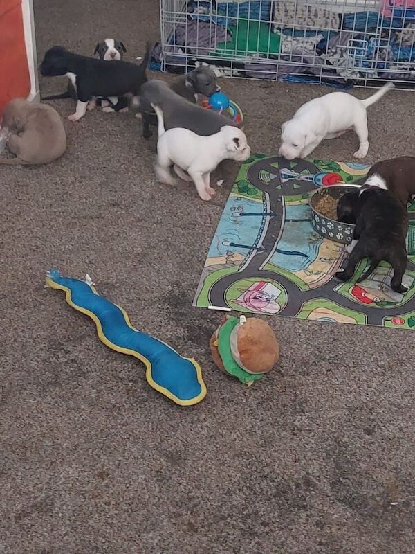 Staffordshire Bull Terrier puppies for sale in Purfleet, Essex – 7 weeks old