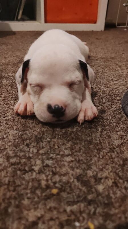 Staffordshire Bull Terrier puppies for sale in Purfleet, Essex – 7 weeks old - Image 2 of 3