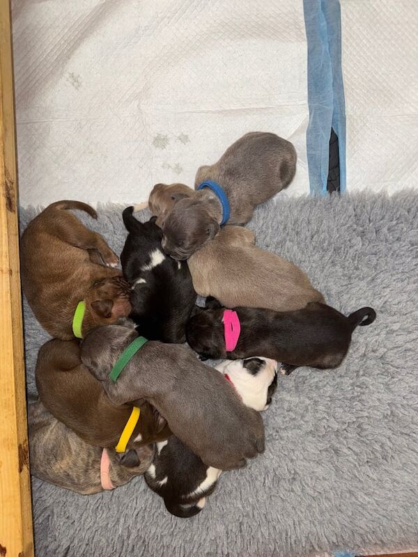 Staffordshire Bull Terrier puppies for sale in Kingston upon Hull, East Riding of Yorkshire – 2 weeks old