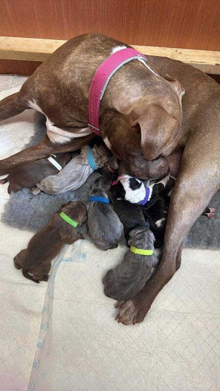 Staffordshire Bull Terrier puppies for sale in Kingston upon Hull, East Riding of Yorkshire – 2 weeks old - Image 2 of 3