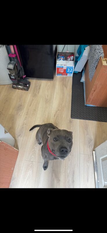 Staffordshire Bull Terrier puppies for sale in Kingston upon Hull, East Riding of Yorkshire – 2 weeks old - Image 3 of 3