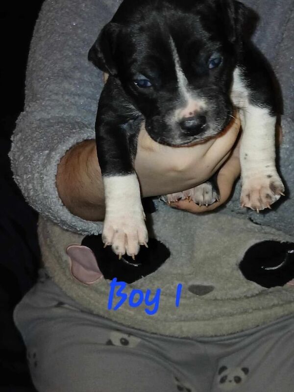 Staffy Puppies - 6 boys for sale in Blyth, Northumberland - Image 1
