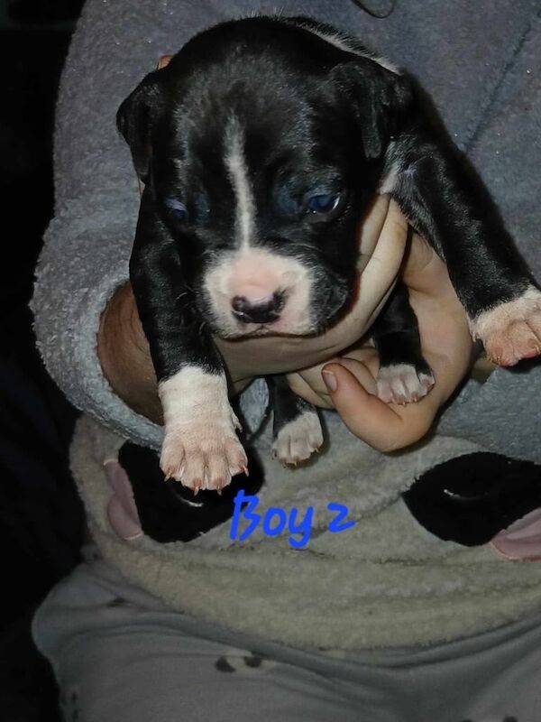 Staffordshire Bull Terrier puppies for sale in Blyth, Northumberland – 11 months old - Image 2 of 3