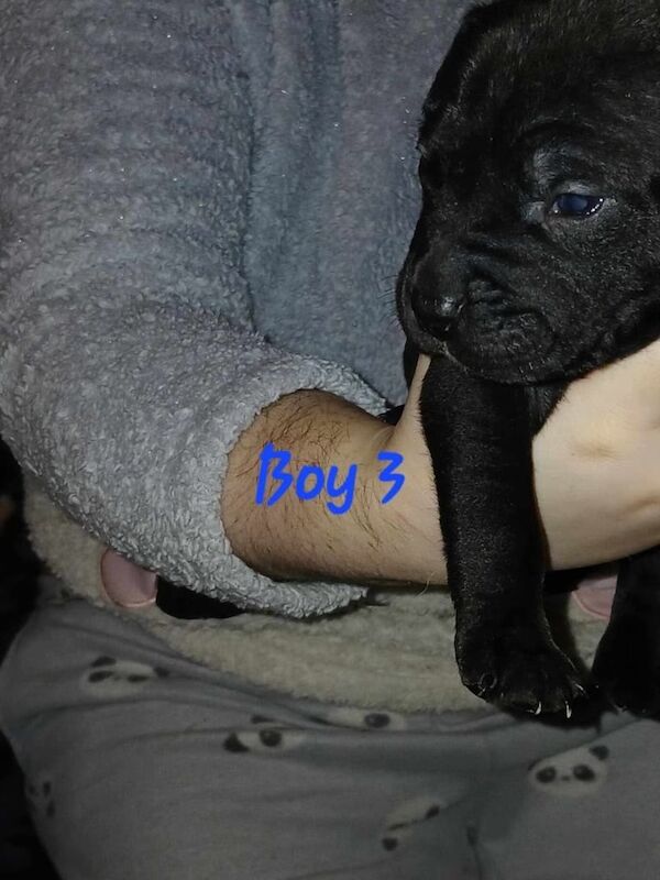 Staffordshire Bull Terrier puppies for sale in Blyth, Northumberland – 11 months old - Image 3 of 3