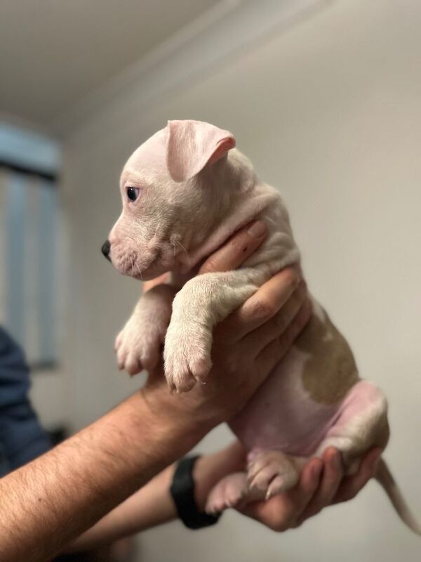Staffordshire Bull Terrier puppies for sale in Kingston upon Hull, East Riding of Yorkshire – KC registered, 7 weeks old