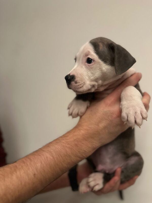Staffordshire Bull Terrier puppies for sale in Kingston upon Hull, East Riding of Yorkshire – KC registered, 7 weeks old - Image 2 of 4