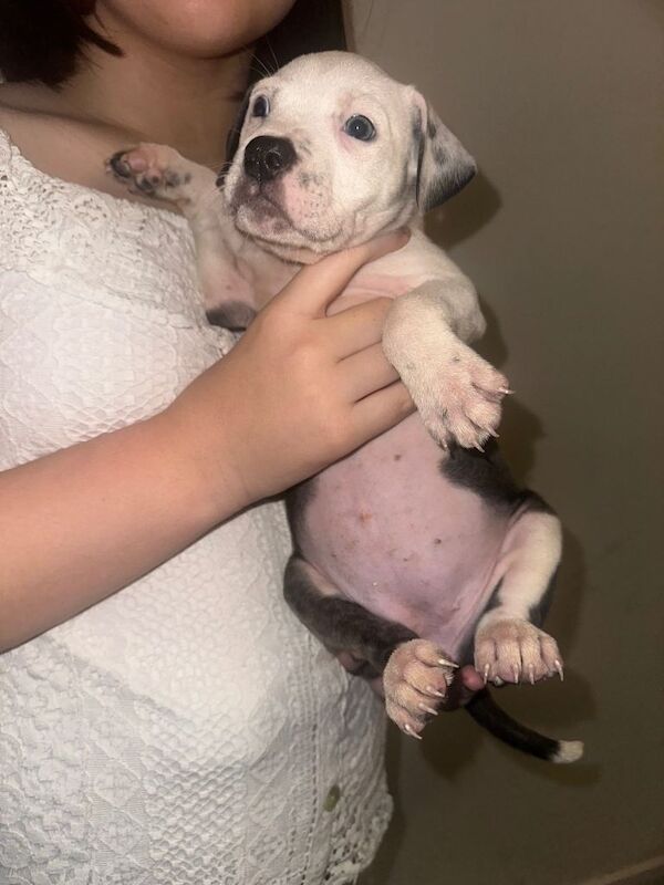 Staffordshire Bull Terrier puppies for sale in Kingston upon Hull, East Riding of Yorkshire – KC registered, 7 weeks old - Image 3 of 4