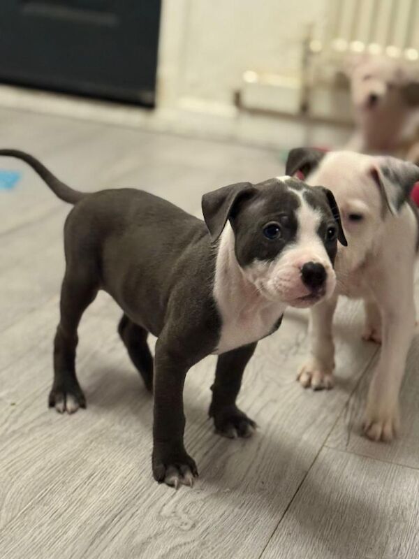 Staffordshire Bull Terrier puppies for sale in Kingston upon Hull, East Riding of Yorkshire – KC registered, 7 weeks old - Image 4 of 4