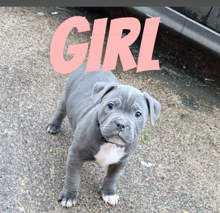 Staffordshire Bull Terrier Puppies For Sale Under £1,000