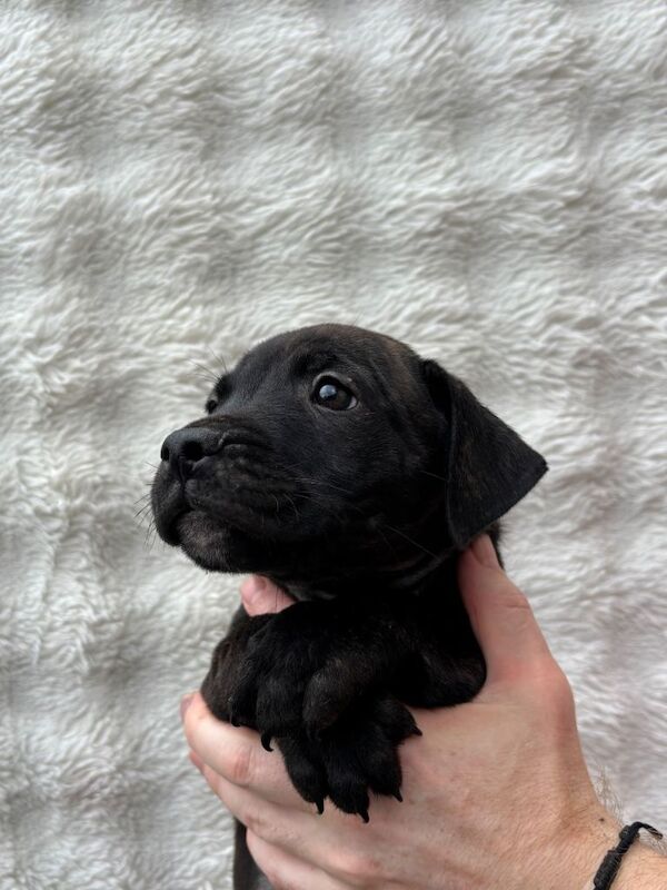 Staffordshire Bull Terrier Puppies For Sale Under £1,000